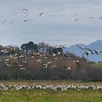 le spectacle des grues au Pays Basque ....