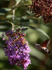 le Sphinx Colibri