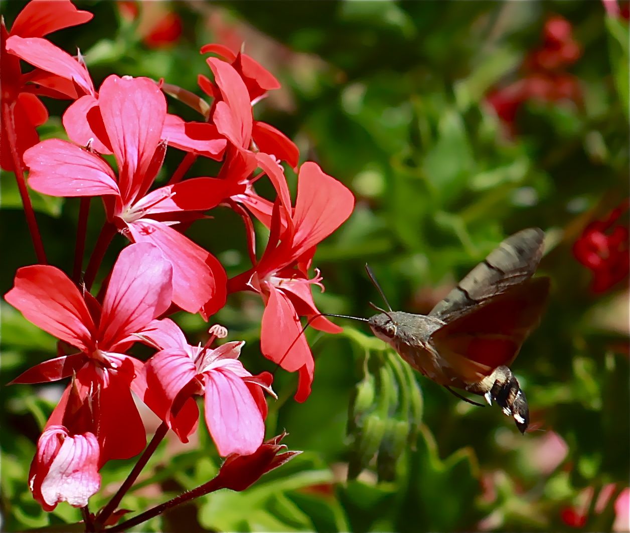 Le Sphinx Colibri Bourbonnais