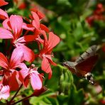 Le Sphinx Colibri Bourbonnais