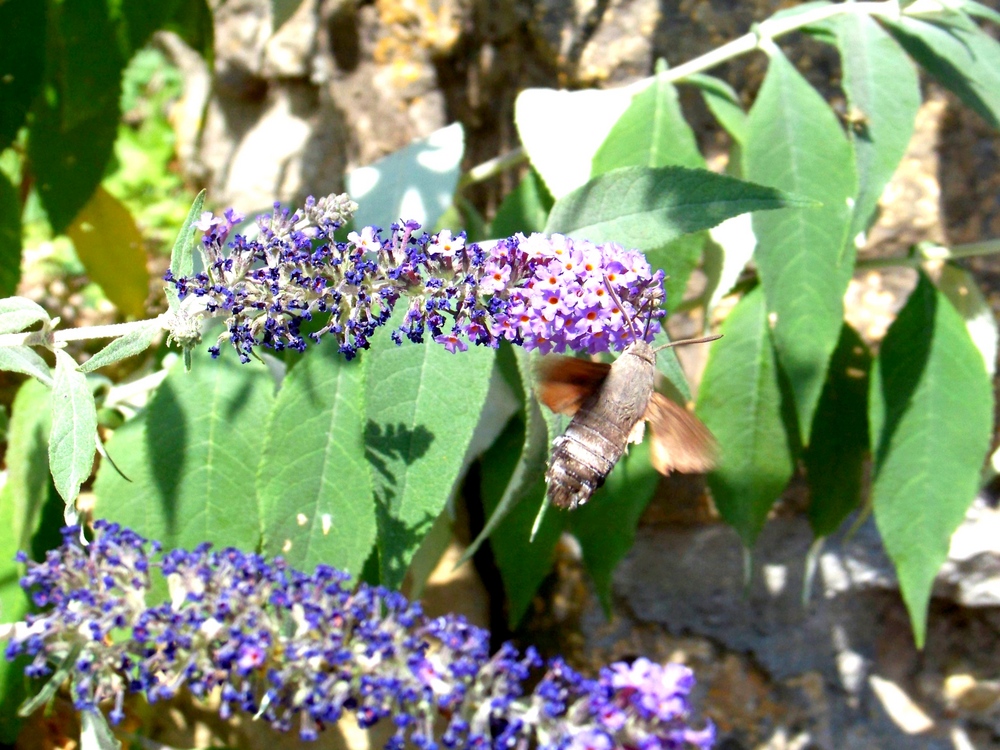 Le sphinx colibri