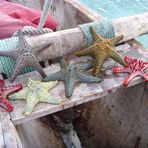 ...Le stelle di Zanzibar ....