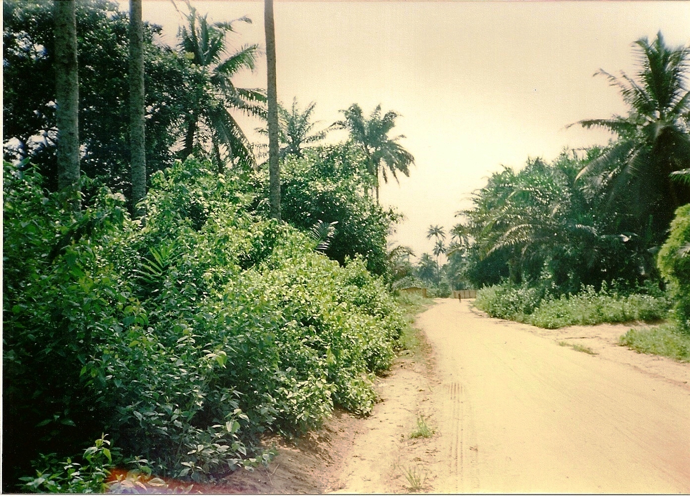 Le strade per la foresta Nigeriana