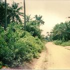 Le strade per la foresta Nigeriana