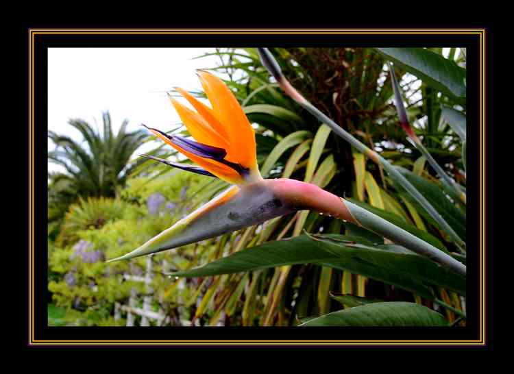 Le Strelitzia ****