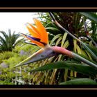 Le Strelitzia ****