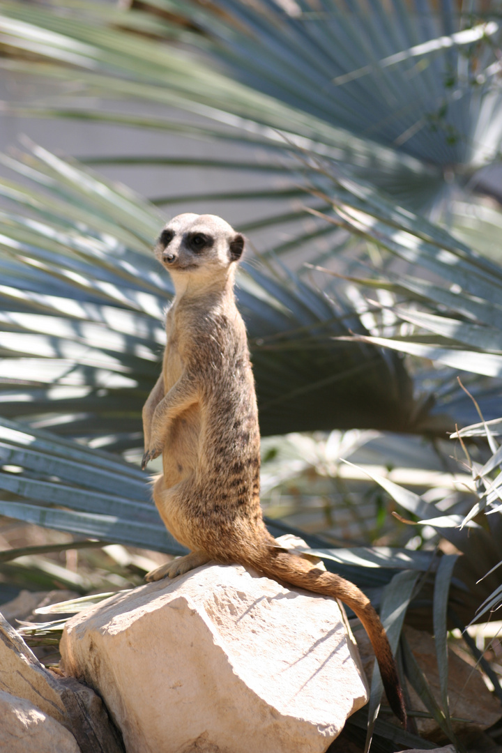 Le suricate