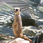 Le suricate