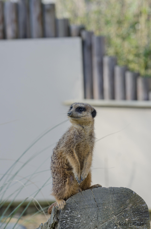 le suricate a son poste d'observation