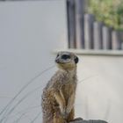 le suricate a son poste d'observation