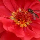 le Syrphe amoureux d'une fleur