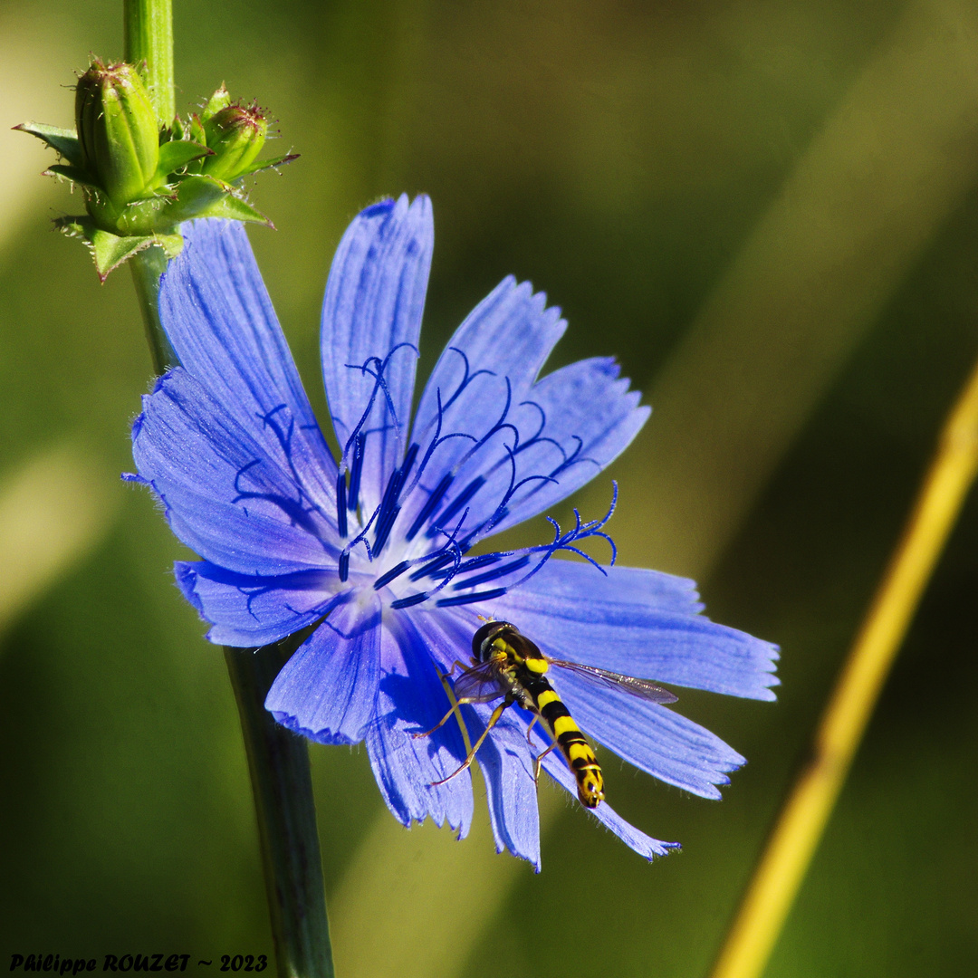 le Syrphe au Bleuet