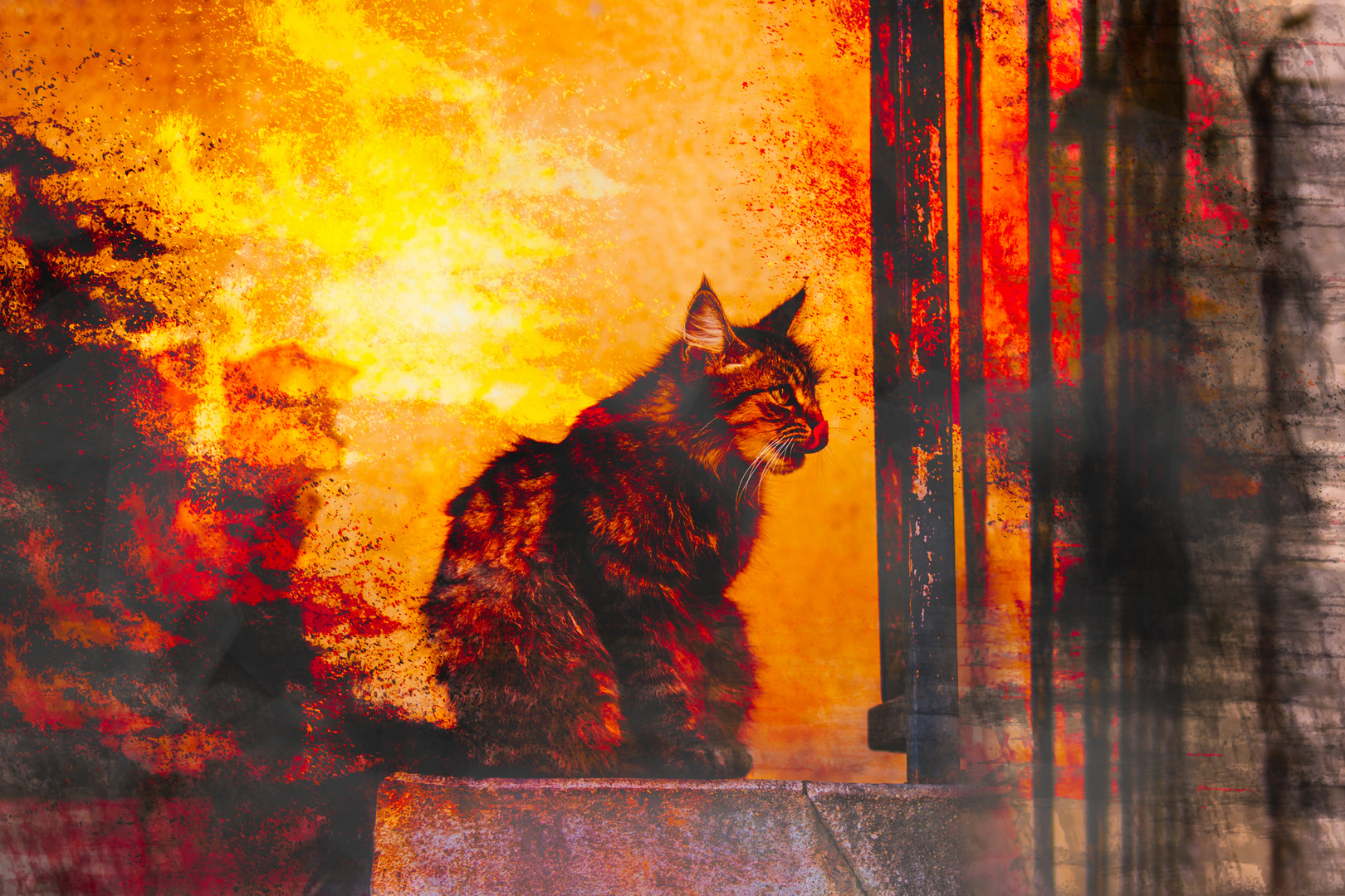 Le Tableau D Un Chat De Hasard Photo Et Image Animaux Animaux Domestiques Nature Images Fotocommunity