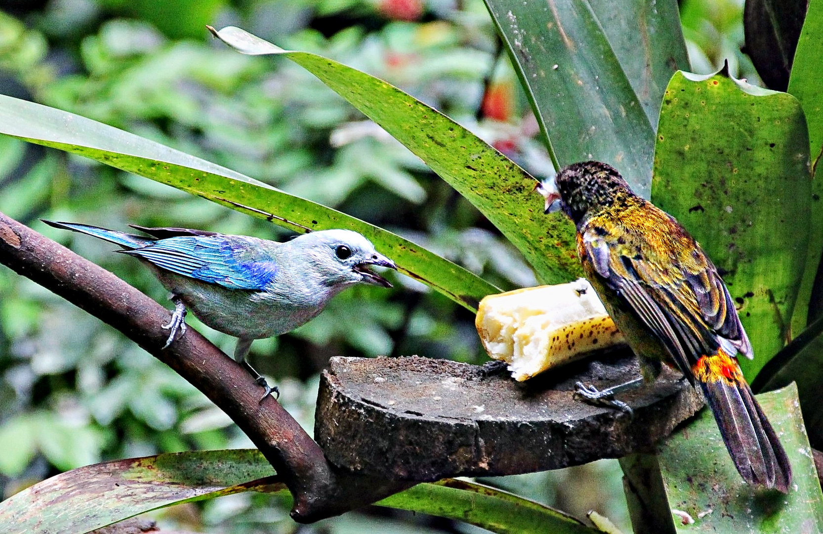 Le tangara bleu partage sa banane