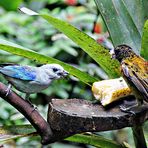 Le tangara bleu partage sa banane