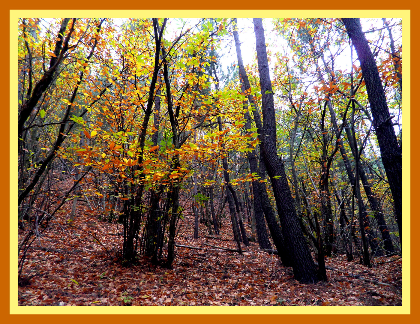 le tapis des bois