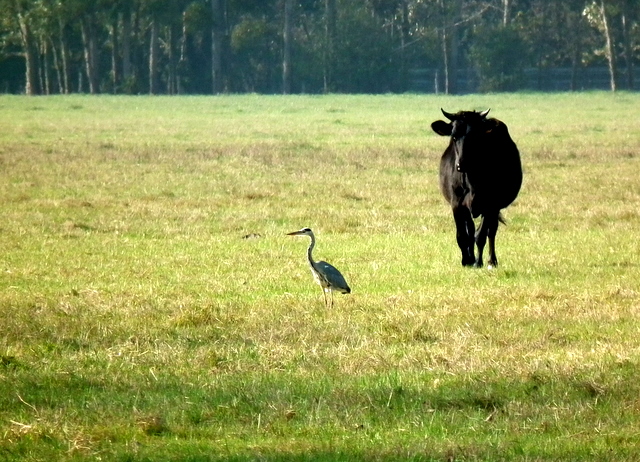 Le Taureau et le Héron