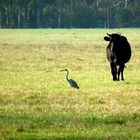 Le Taureau et le Héron