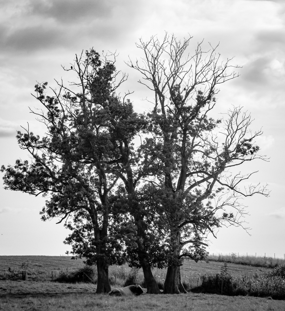 le taureau se repose / Der ruhende Stier