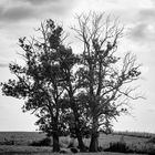 le taureau se repose / Der ruhende Stier