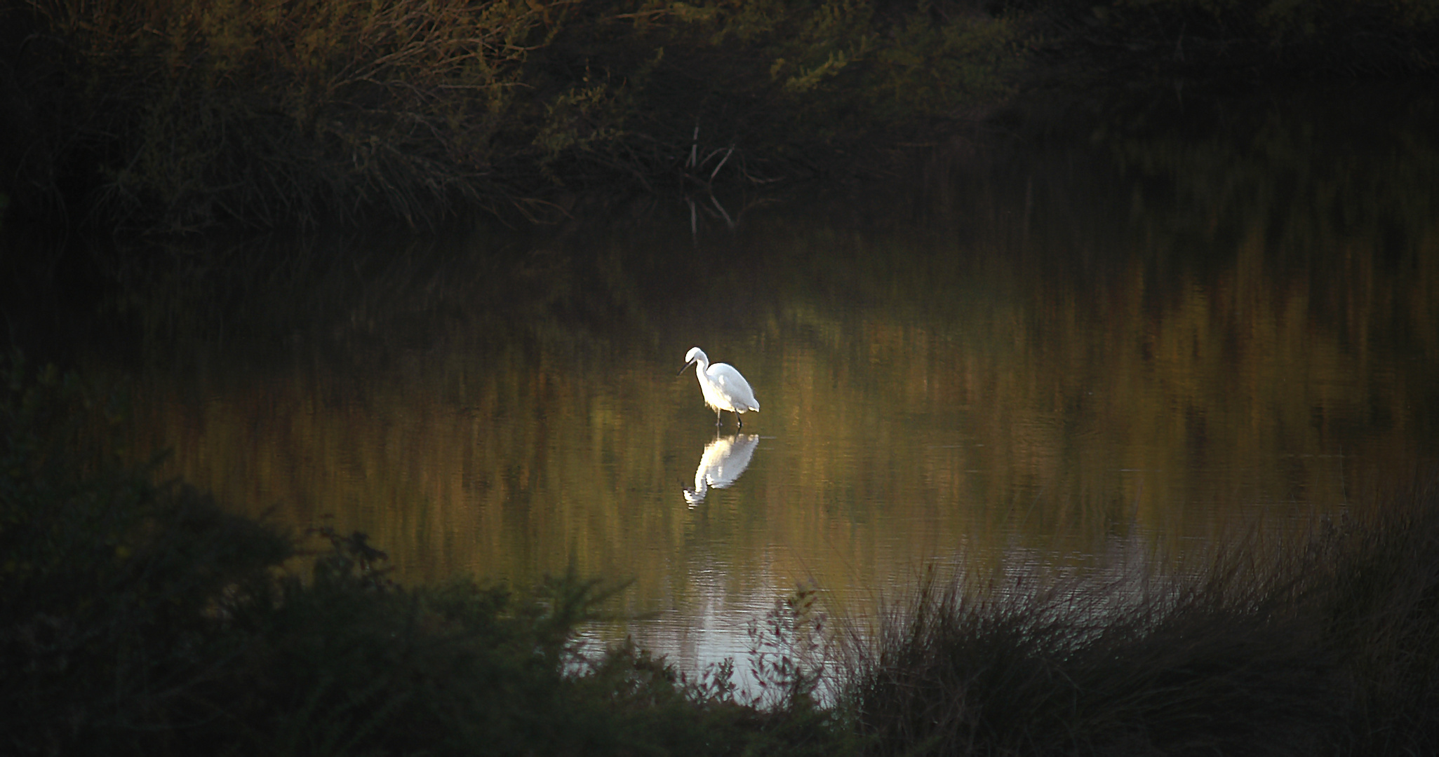 le teich