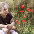 Le temps de coquelicots 