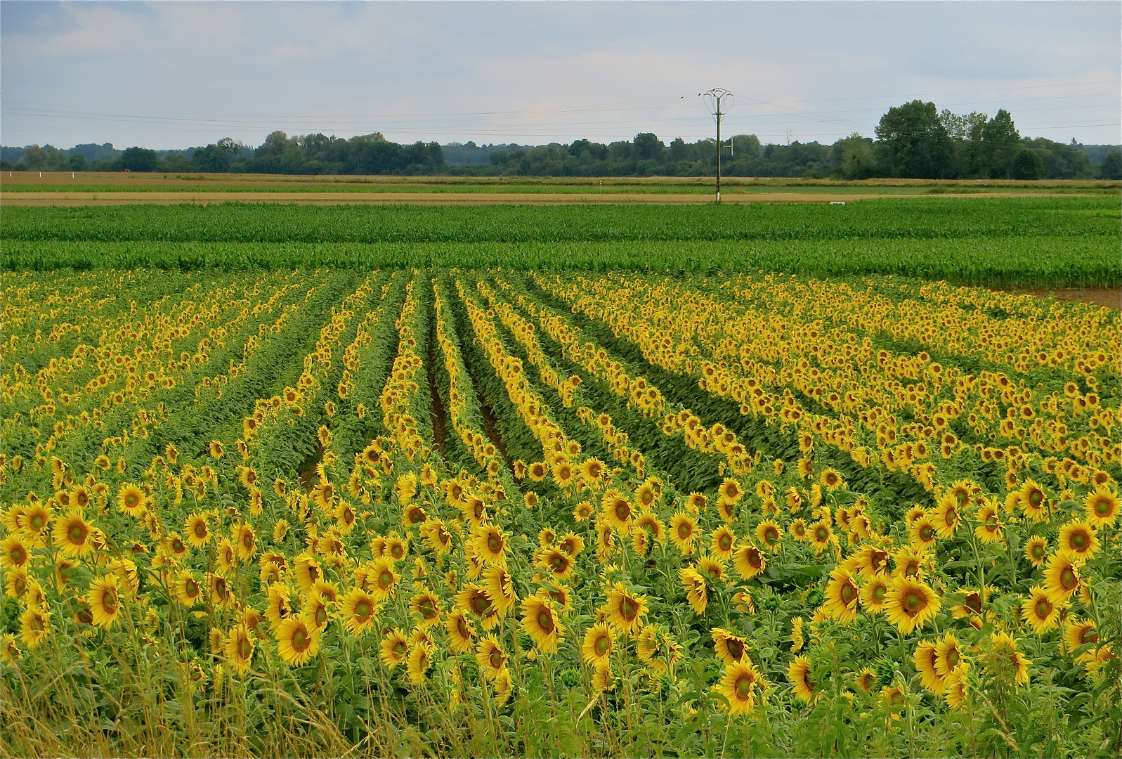 ...le temps de tournesols !!!...