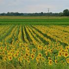 ...le temps de tournesols !!!...