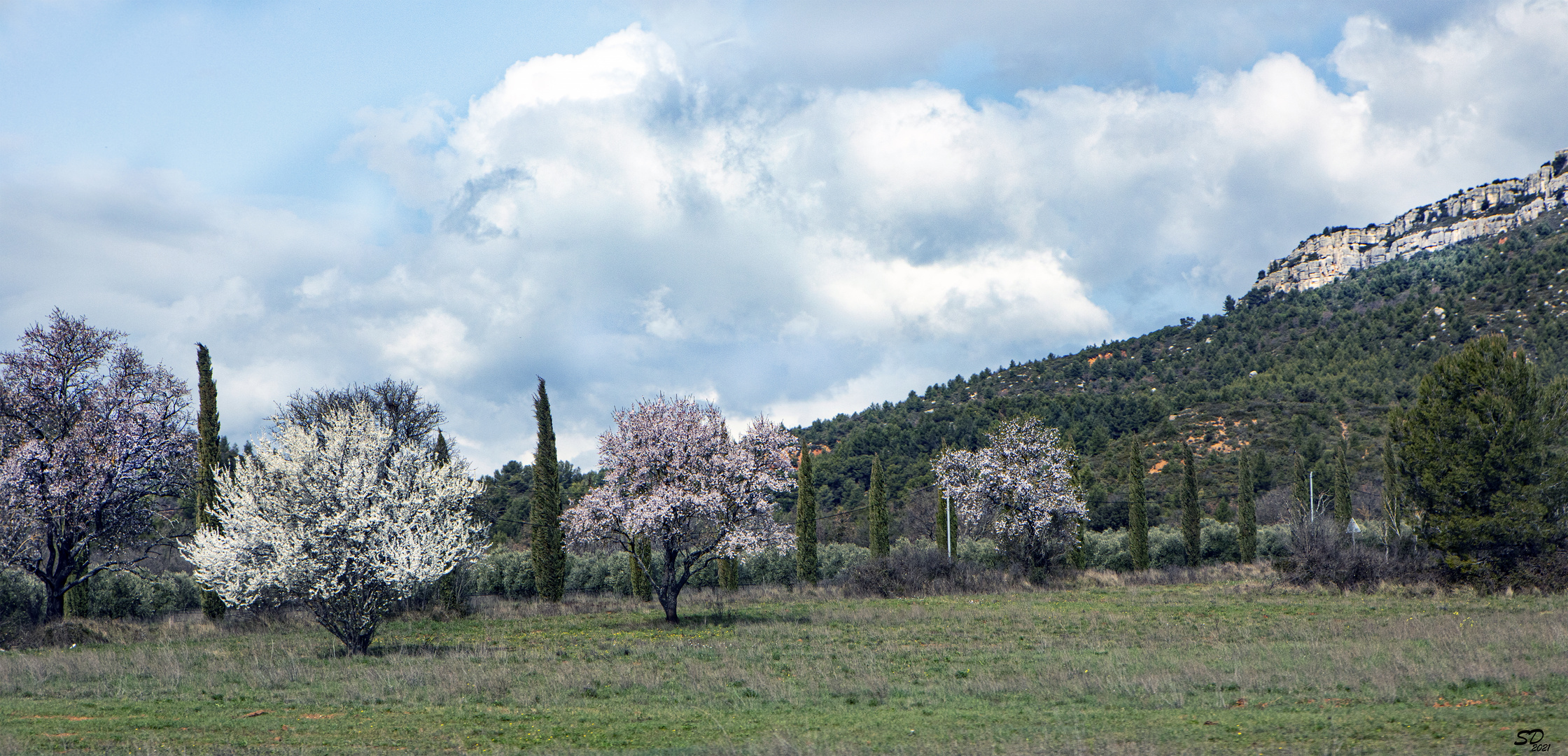 Le temps des arbres en fleurs