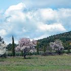 Le temps des arbres en fleurs