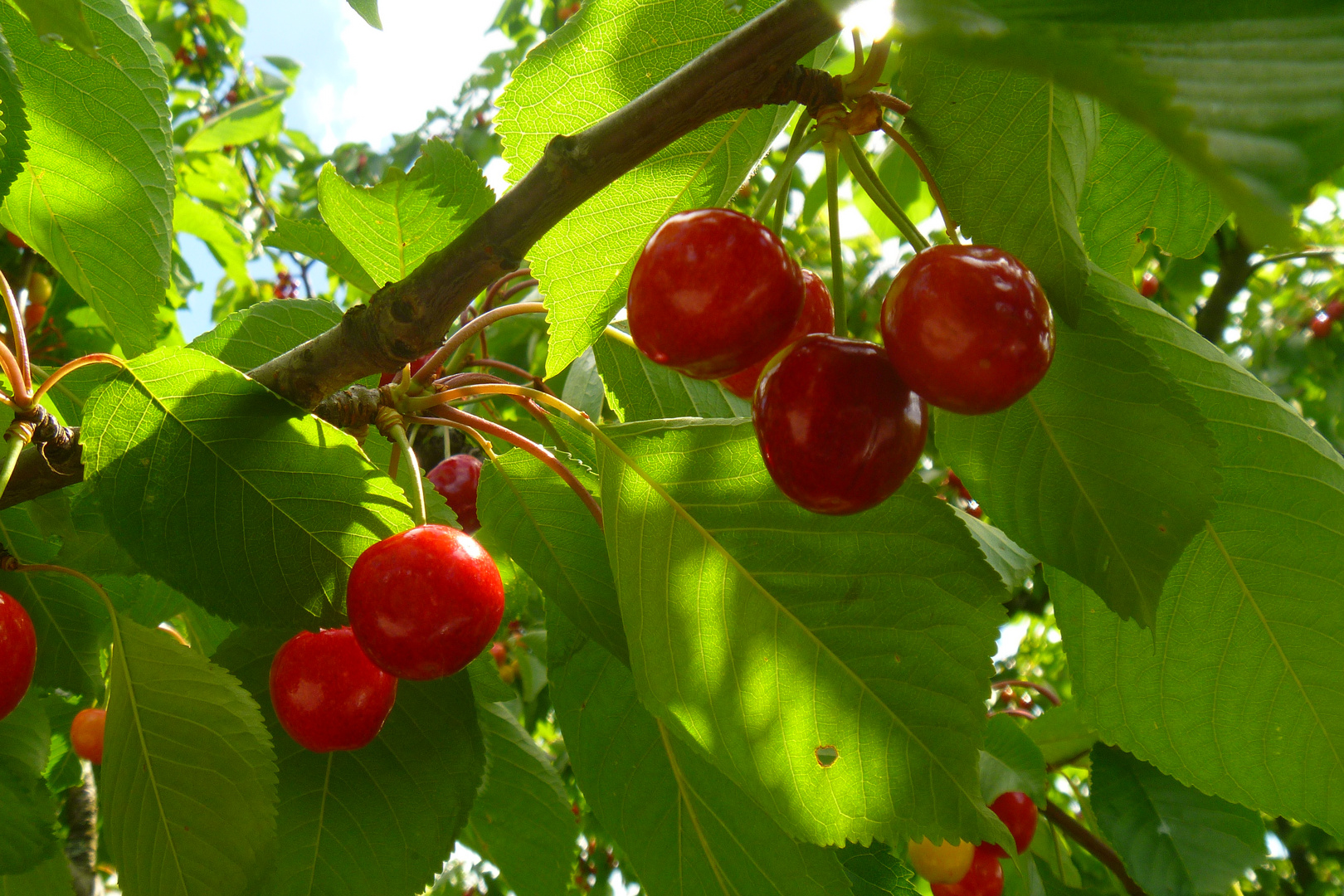 le temps des cerises