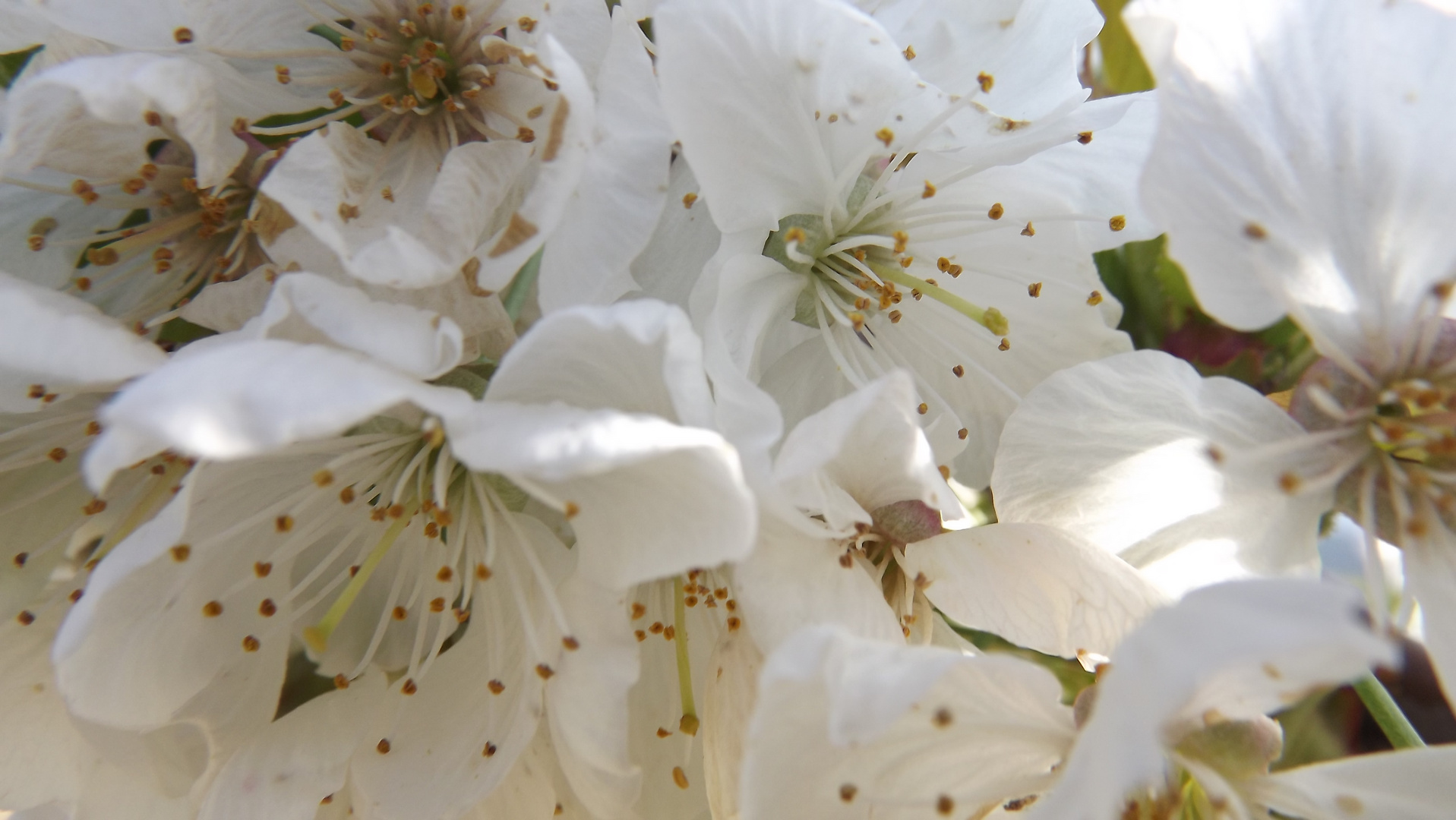 le temps des cerises