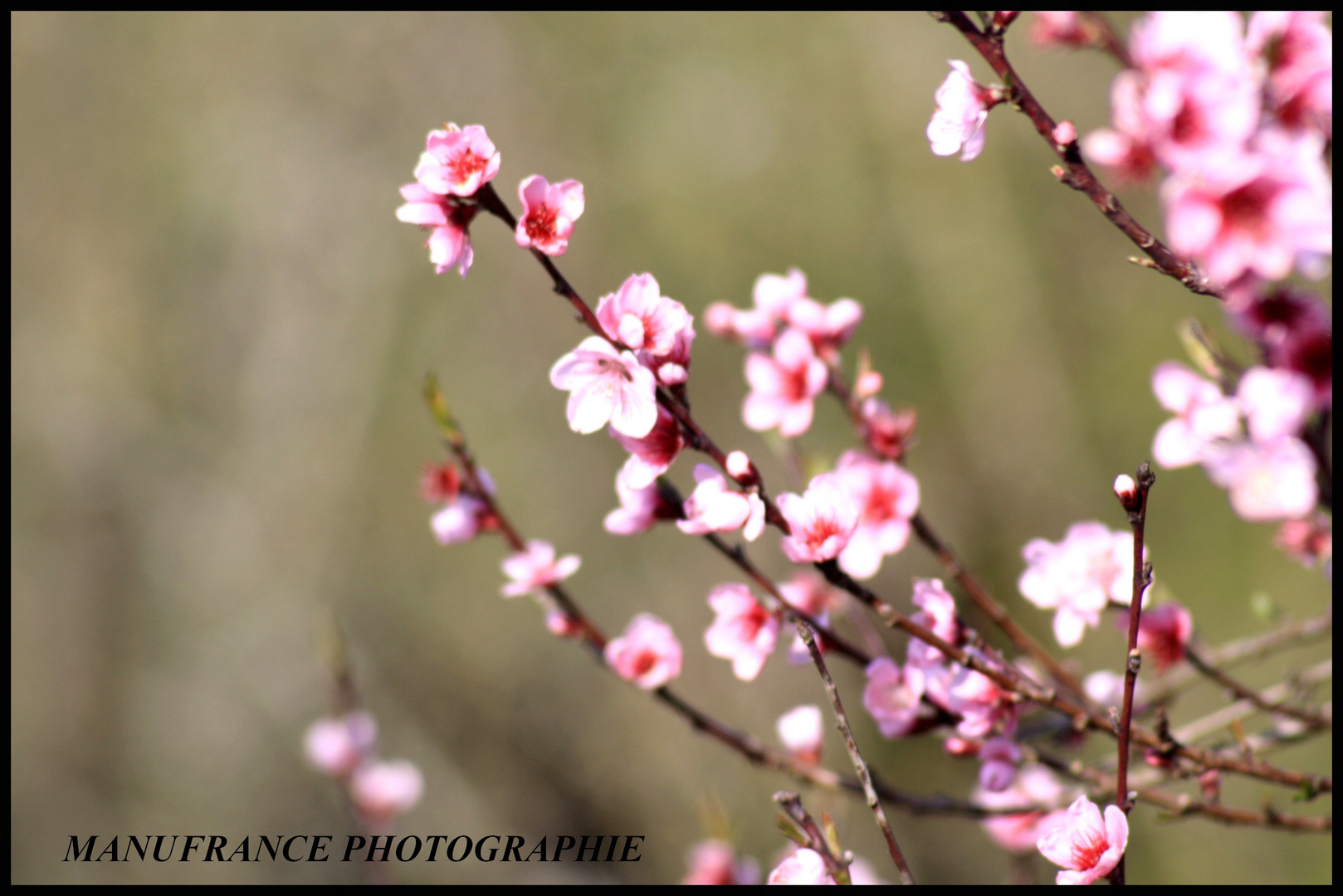 le temps des cerises