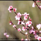 le temps des cerises