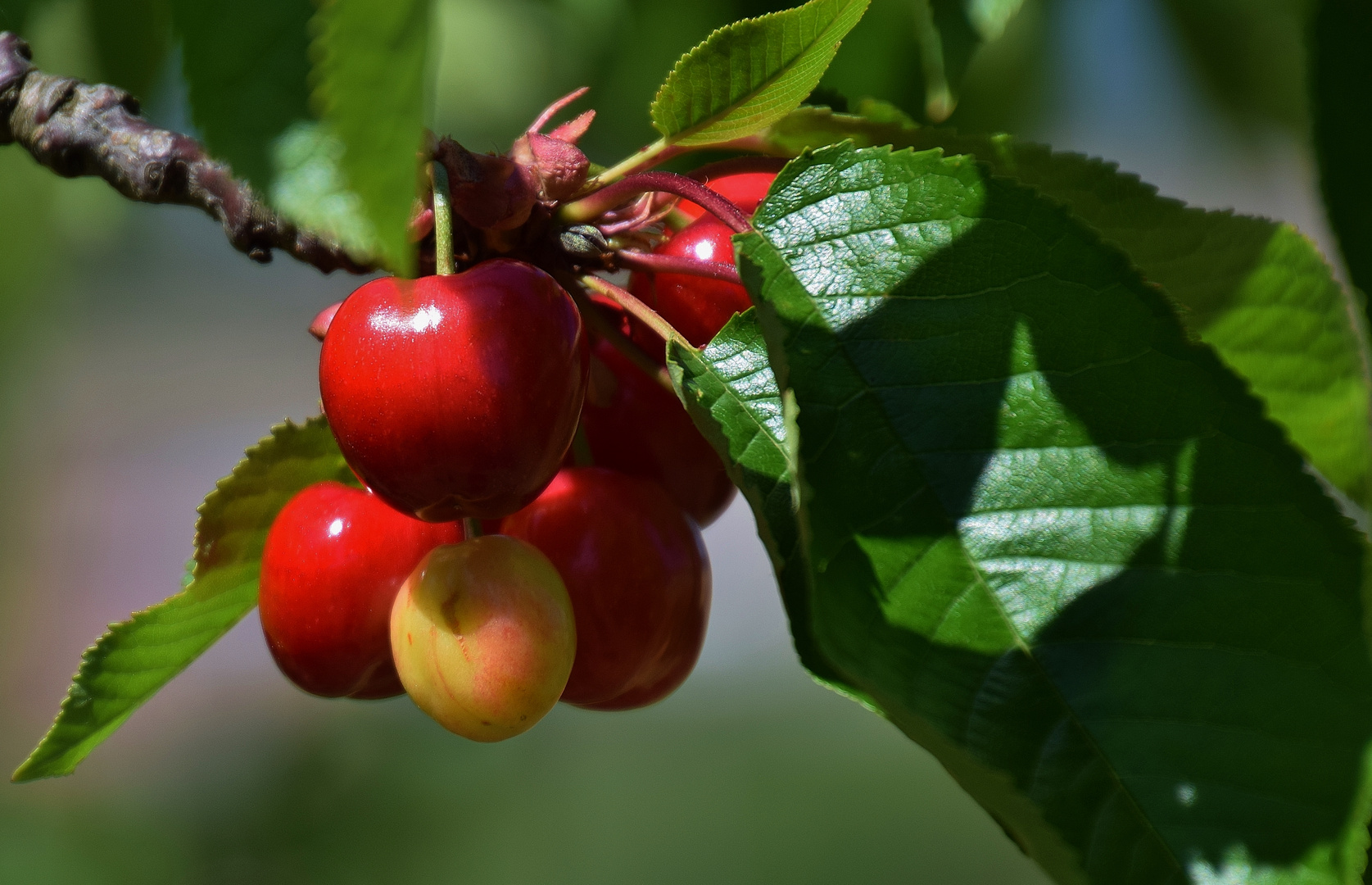 Le temps des cerises.....