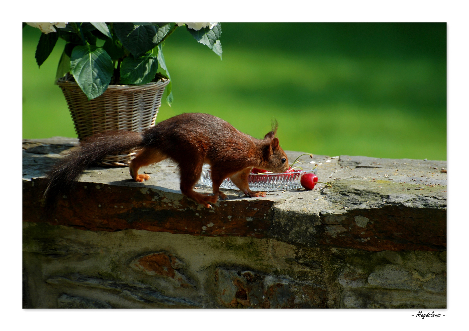 Le temps des cerises