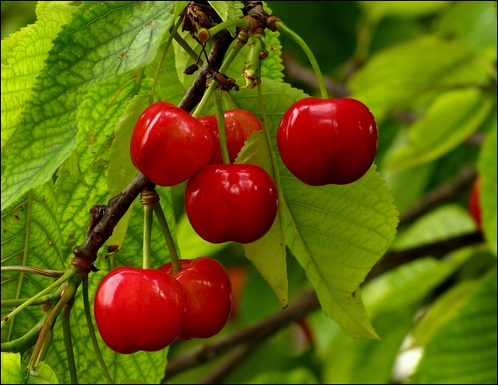 Le Temps des Cerises ! photo et image les fruits, nature Images