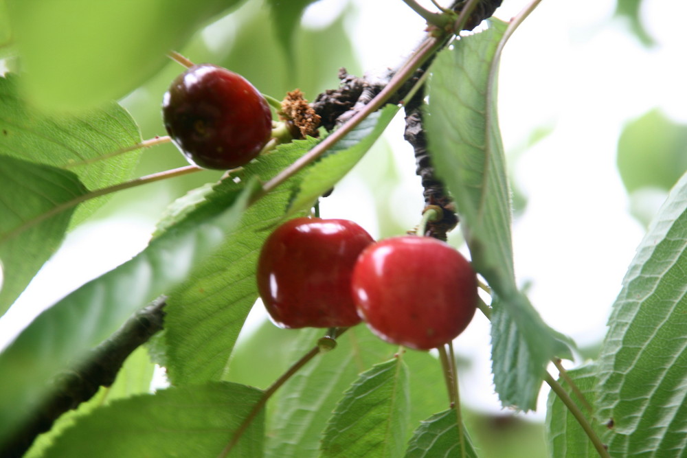 Le temps des cerises