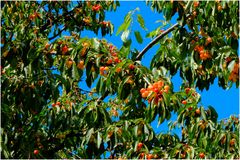 Le temps des cerises