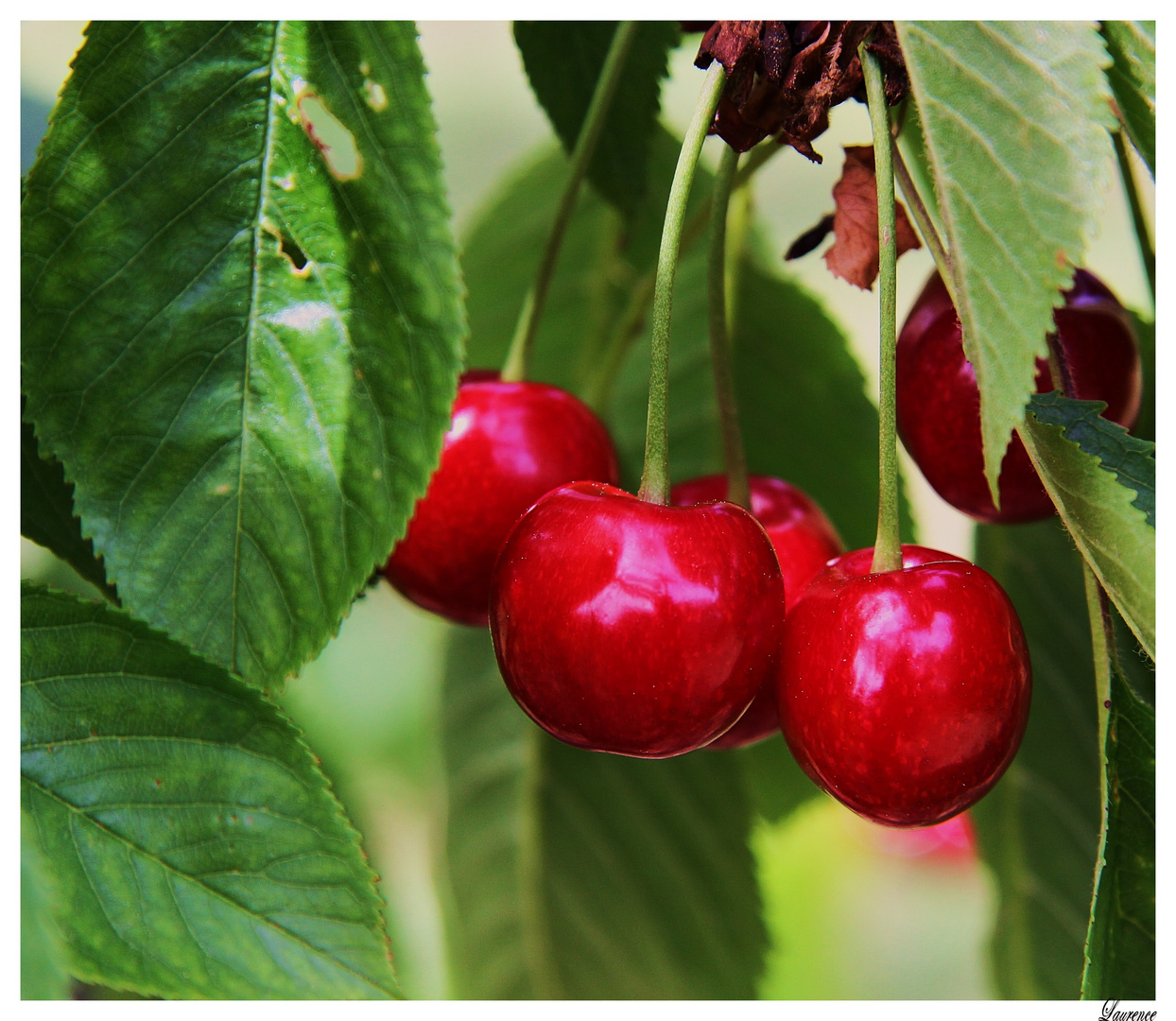 Le temps des cerises hummmm...