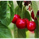 Le temps des cerises hummmm...