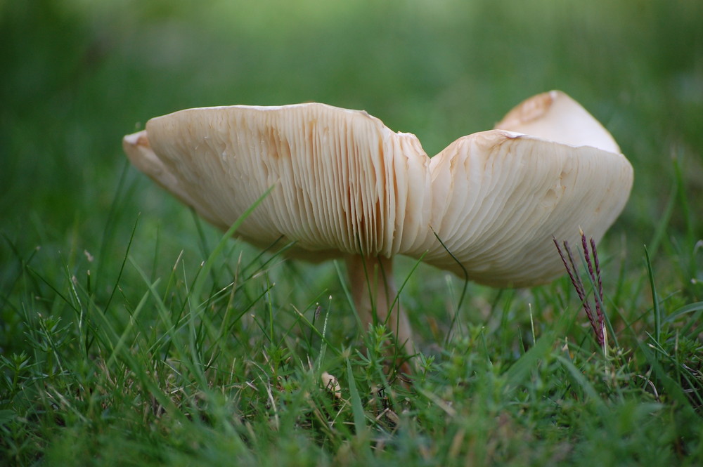 Le temps des champignons