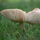 Le temps des champignons