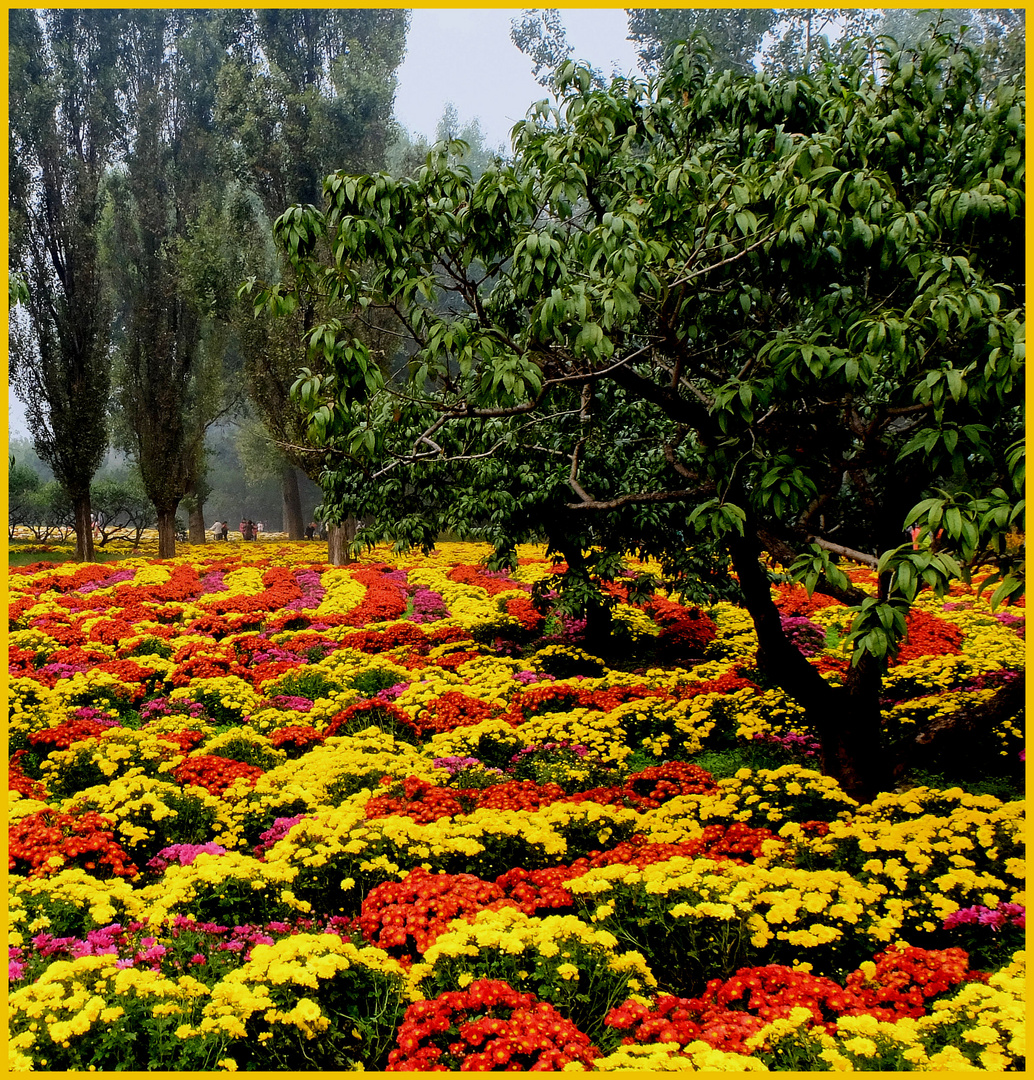 Le temps des chrysanthèmes