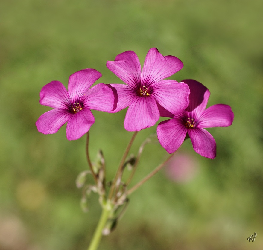 Le temps des fleurs ...