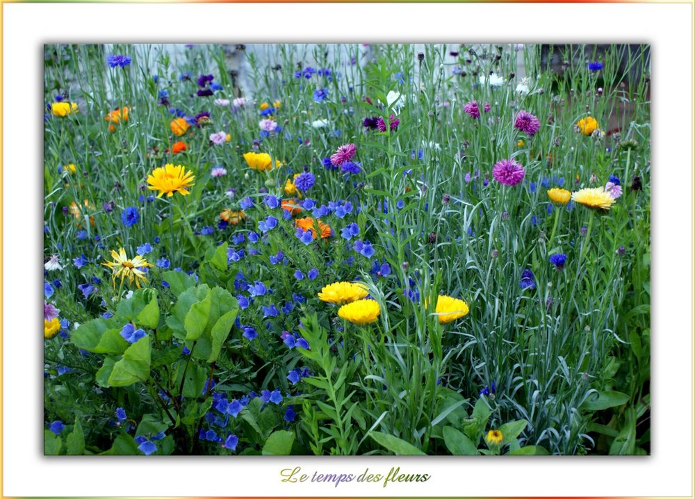 LE TEMPS DES FLEURS