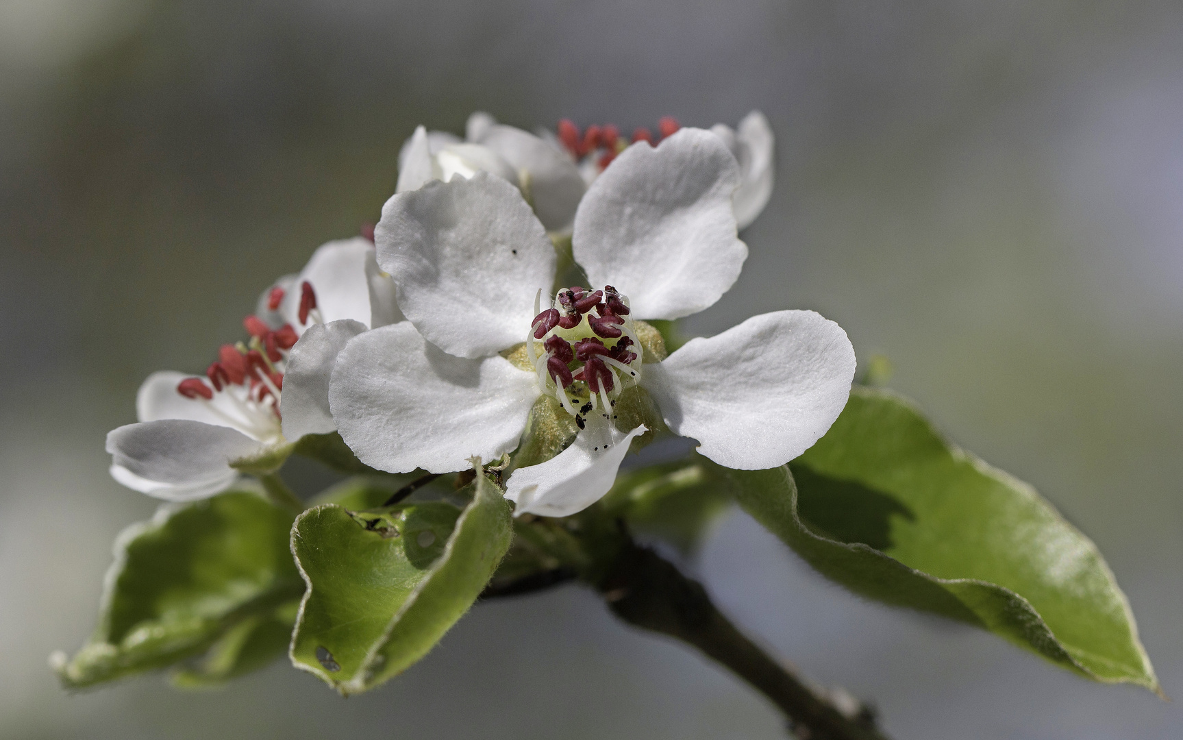 Le temps des fruitiers 