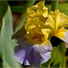 Le temps des Iris 2  -- Iris Germanica Millestone