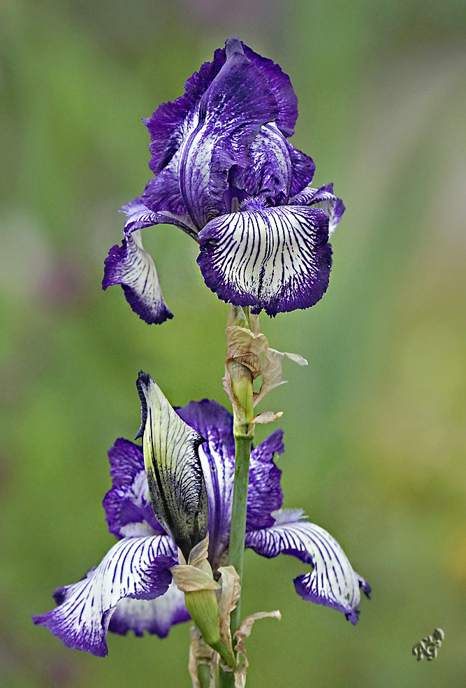 le temps des Iris (5)