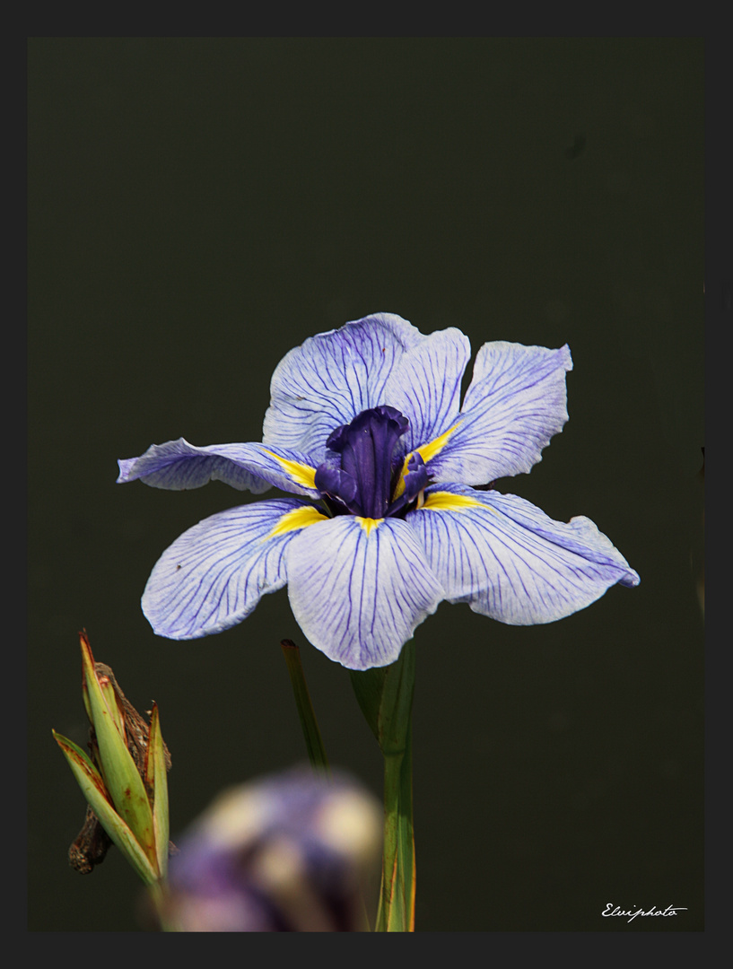 Le temps des iris 